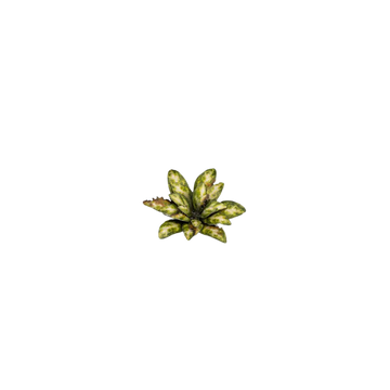 Gamers Grass - Laser Plants - Dumb Cane