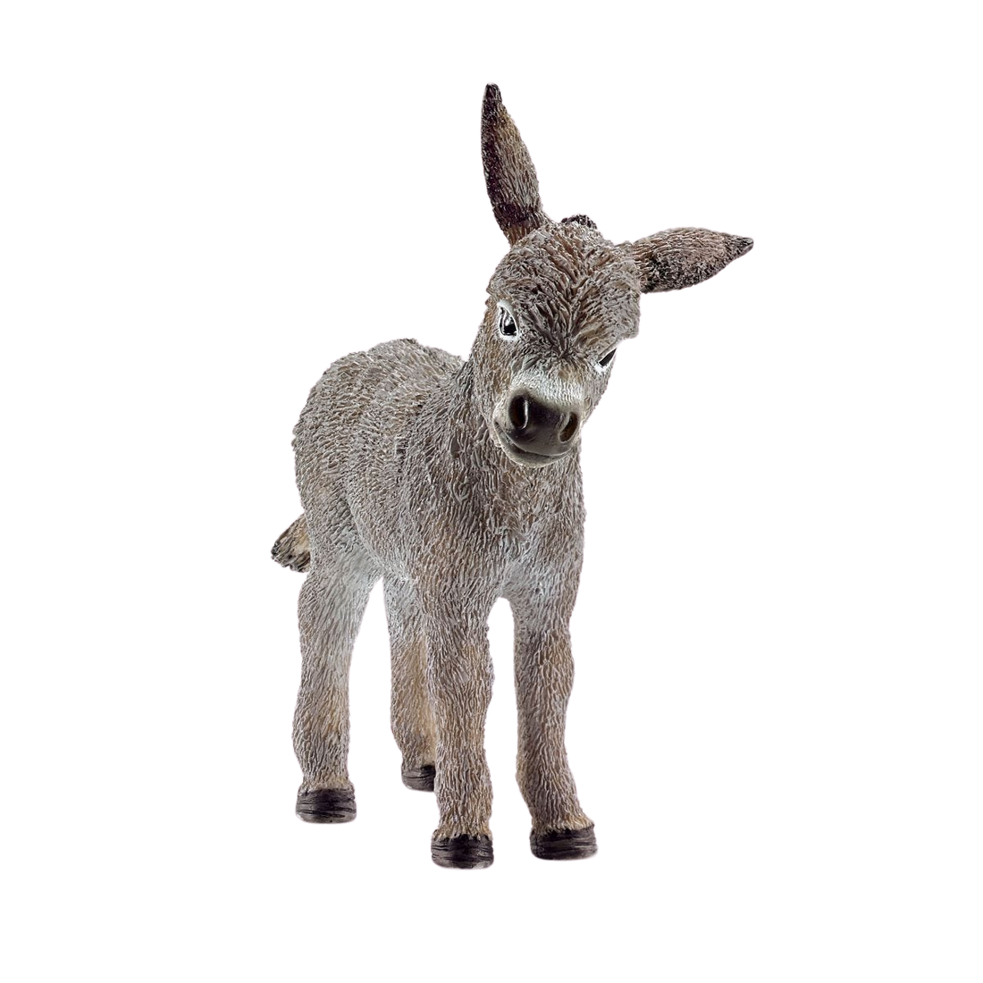 Cria de Burro