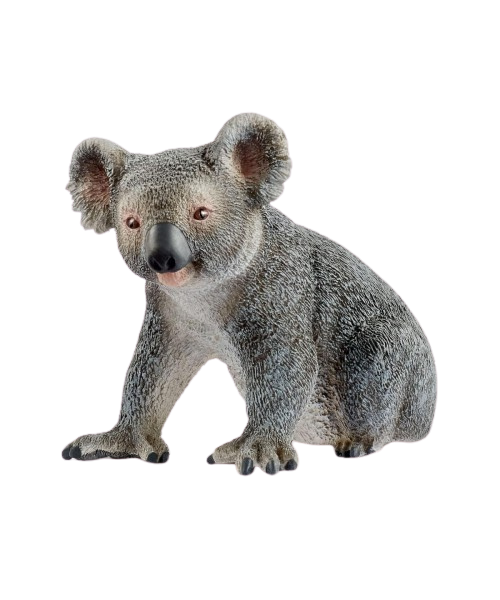 Koala Macho