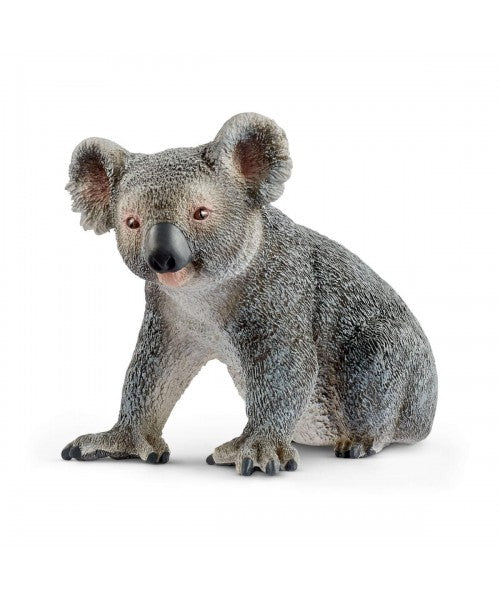 Koala Macho